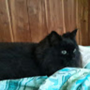 Meet your Posher, Alexia